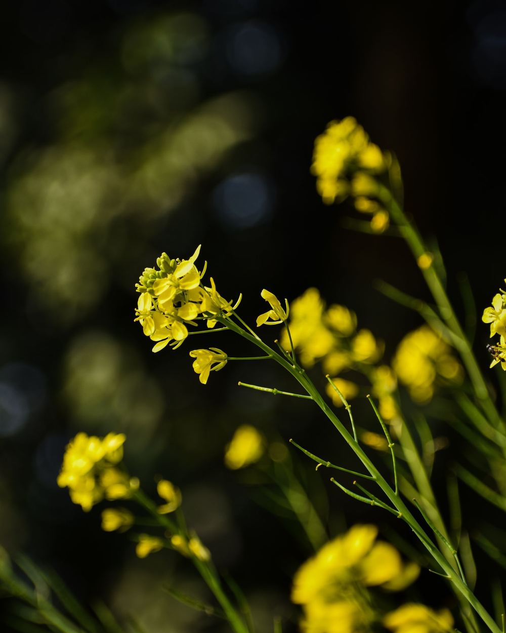 Mustard flowers