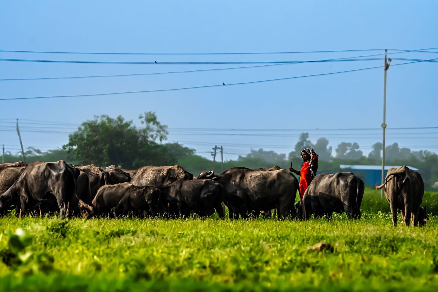 A herd of buffaloes grazing on green fodder