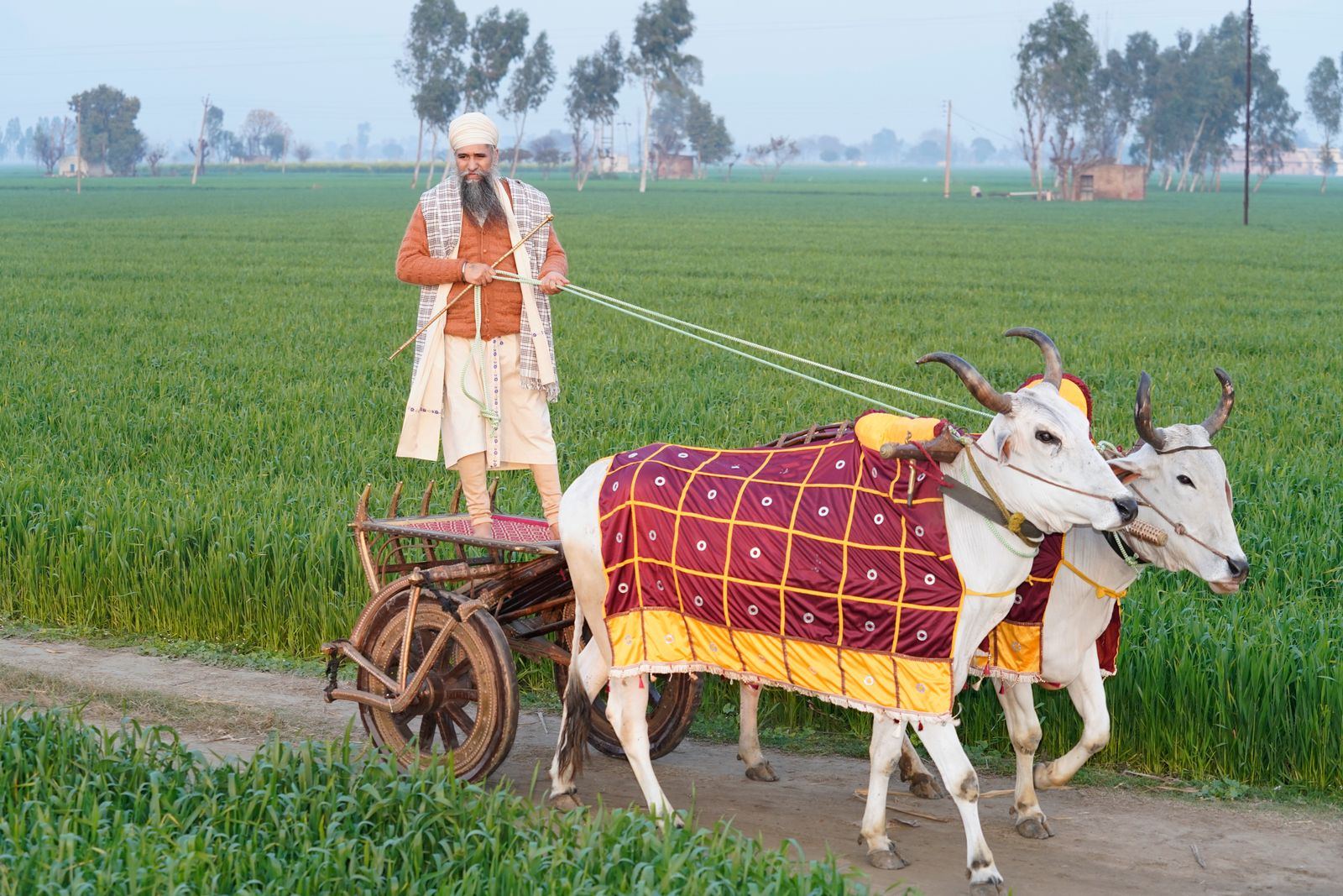 A farmer driving a decorated bullock cart past green wheat fields in Punjab