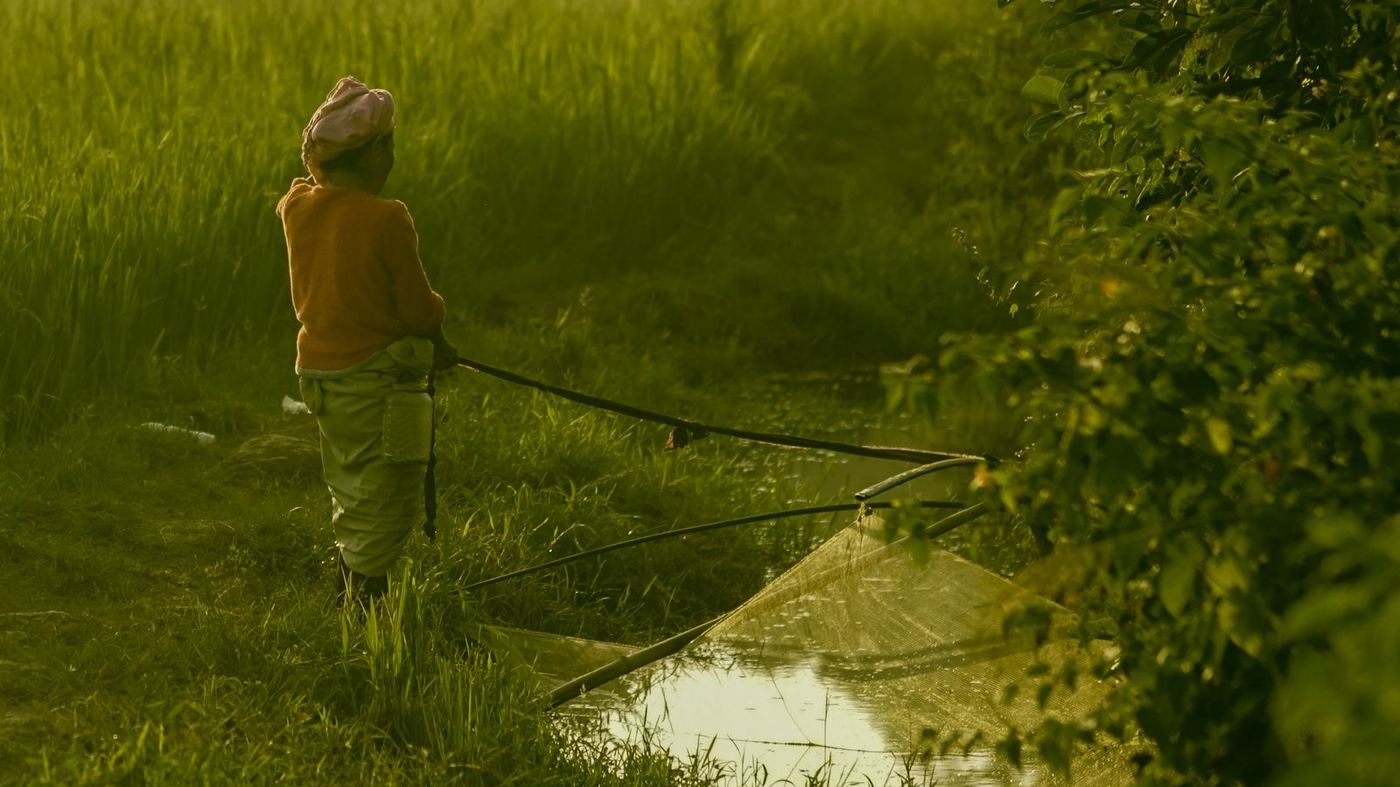 Farmer in a green field at sunrise
