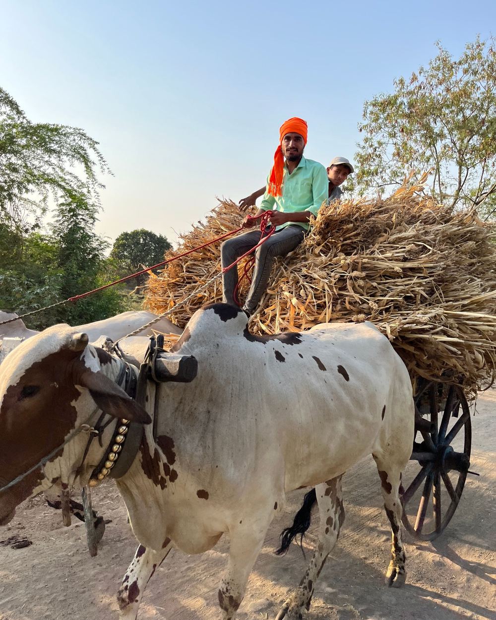 A farmer bringing the harvest home on a bullock cart