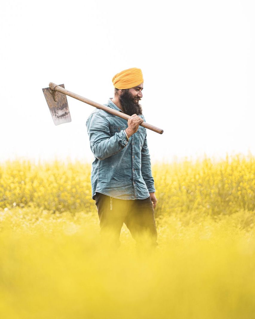 A Sikh farmer with a hoe on his shoulder walking through a mustard field in bloom