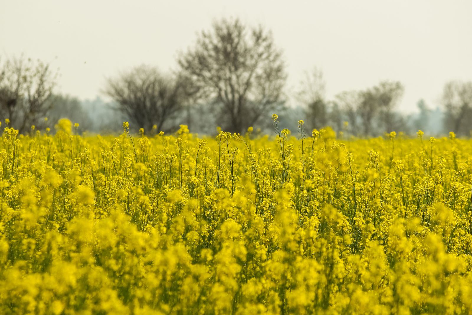 Mustard in flower