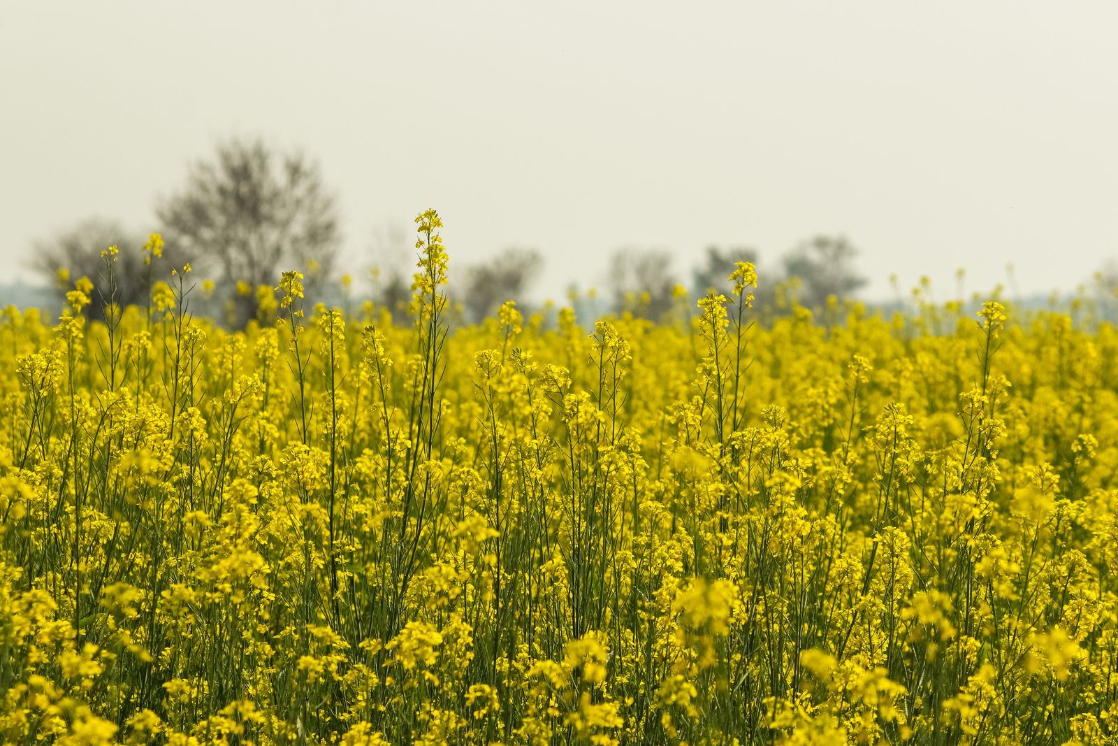 A Punjab mustard field in full bloom