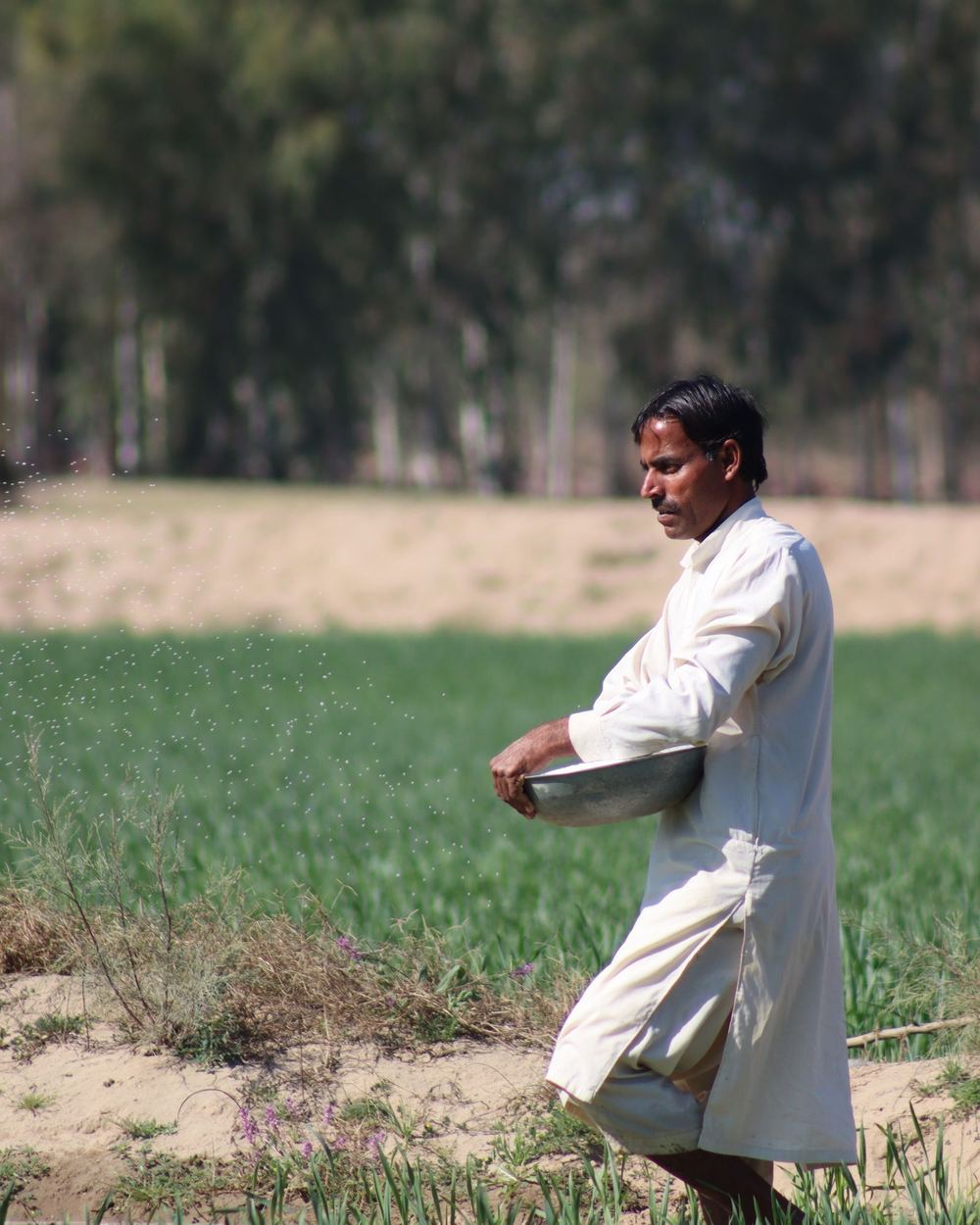 A farmer sowing seed by hand