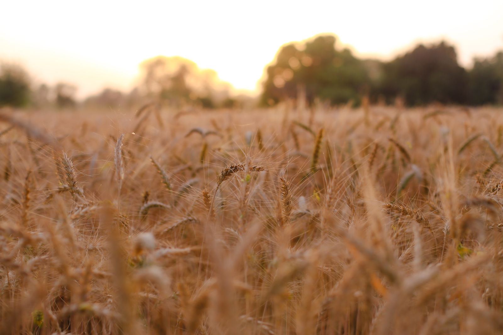 Ripe wheat at sunset
