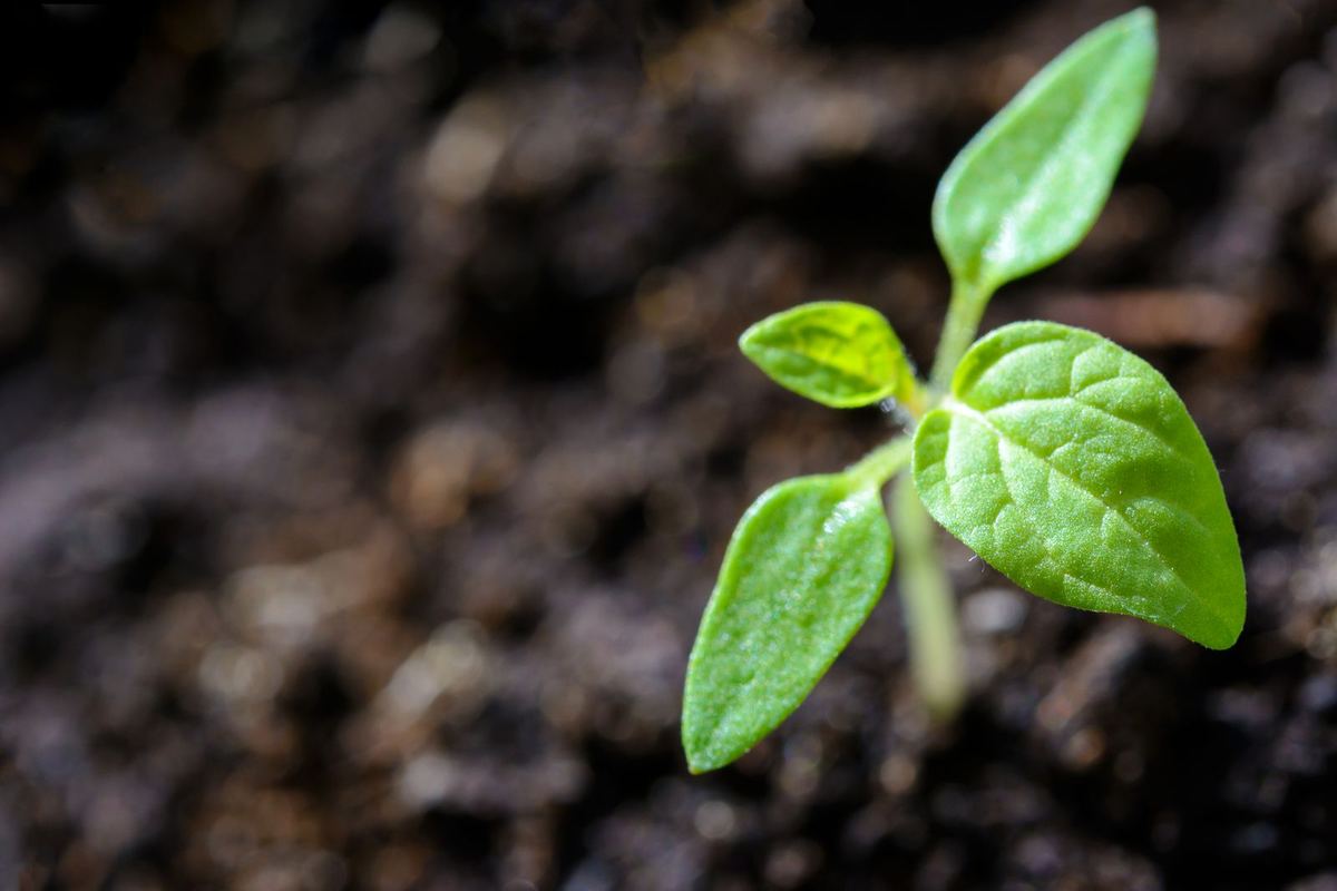 A seedling emerging from rich soil