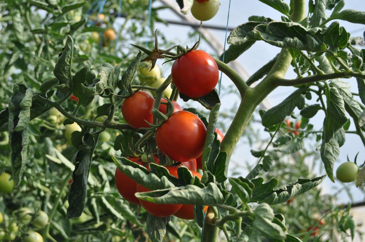 Tomatoes ripening on the plant